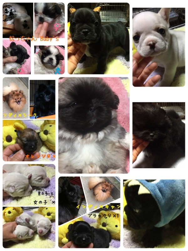 子犬販売 福岡県 可愛い 仔犬 スクスク育ってます(*´꒳`*)サムネイル